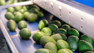 Ica: impulsan consumo nacional de palta Hass producida por pequeños agricultores