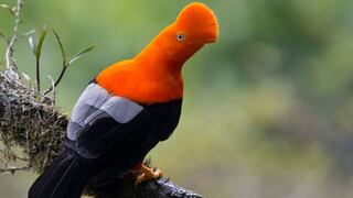 ​Registran nuevas especies de aves en el Parque Yanachaga