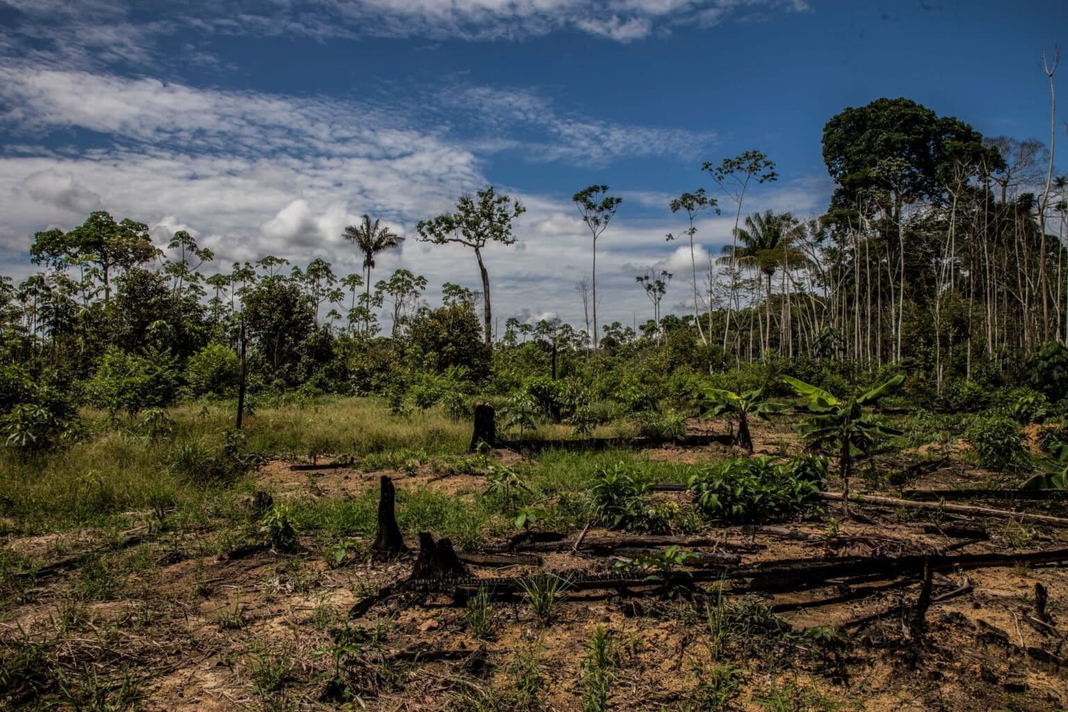 La minería ilegal avanza sobre los bosques para instalar sus actividades. Foto: Max Cabello Orcasitas.