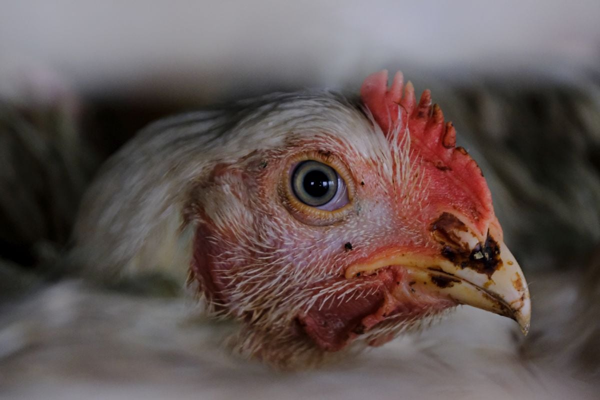 Casos aislados en Lambayeque han afectados a pollos, gallinas, patos y pavos.
