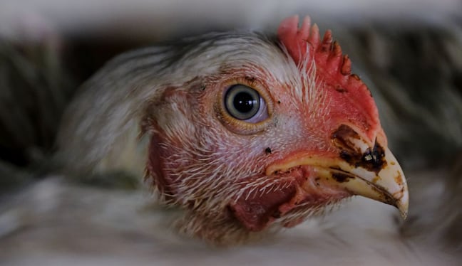 Casos aislados en Lambayeque han afectados a pollos, gallinas, patos y pavos.
