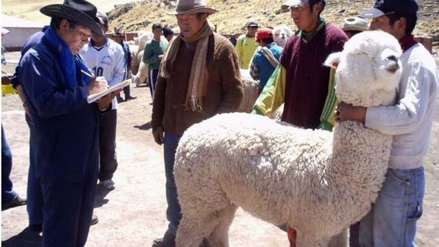 El criadero de alpacas es una alternativa para la mejora de la genética y economía local
