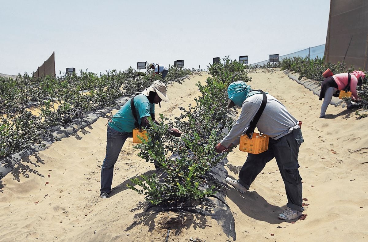 Agro: Contratar personal es mayor en 30% a su contribución del Impuesto a la Renta