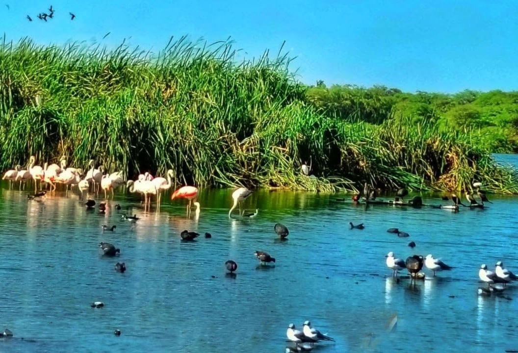 Habrá una jornada de actividades culturales que promueven la conservación ambiental.