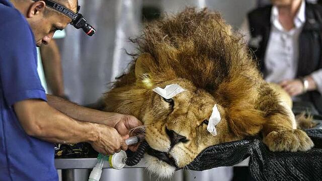 33 leones rescatados de circos de Colombia y Perú serán liberados en África