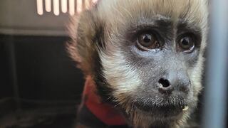 Puno: Hallan a un mono deambulando en la vía pública en Juliaca