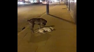 Perro intenta reanimar a su compañero que murió atropellado (VIDEO)