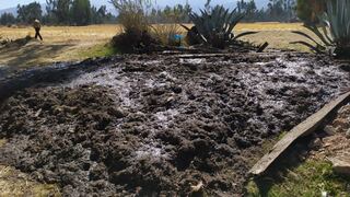 Camal en Huancayo arroja vísceras de animales en terrenos agrícolas causando grave contaminación