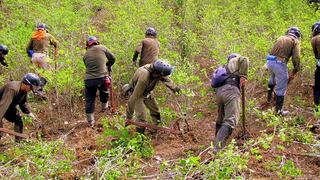 ONU pide a Perú que tome medidas en el cultivo de coca
