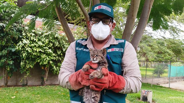 Serfor rescató 332 animales silvestres en Piura