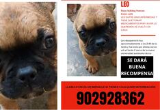 Ica: perrito con enfermedad ha desaparecido y necesita tomar su medicación