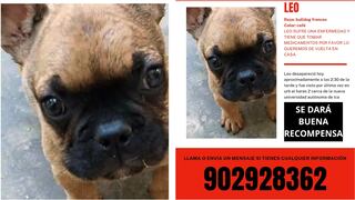 Ica: perrito con enfermedad ha desaparecido y necesita tomar su medicación