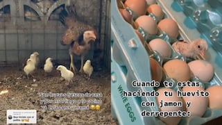 Un pollito vivo sorprende a muchacha que compró caja de huevos