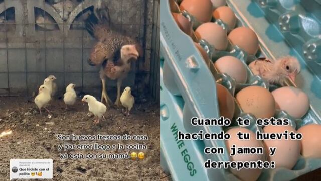 Un pollito vivo sorprende a muchacha que compró caja de huevos