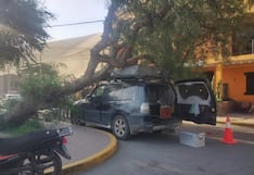 Ica: árbol cae sobre vehículo de turista en la laguna de Huacachina