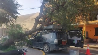 Ica: árbol cae sobre vehículo de turista en la laguna de Huacachina