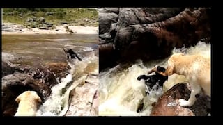 Youtube: Perro salva a su mejor amigo de ser llevado por el río