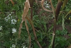 Sequía, heladas y granizada hacen llorar a productores