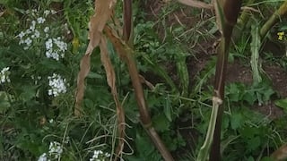 Sequía y calor extremo golpean al Valle del Mantaro y secan cultivos de maíz y papa