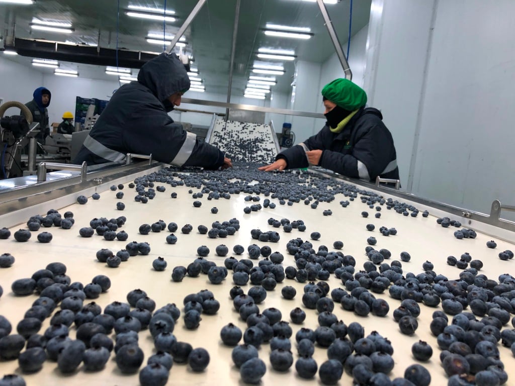 No obstante, sectores estratégicos como la minería y la pesca cayeron 11.5% y 33.8%, respectivamente. Cifras preocupan.