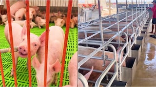 Ica: PROCOMPITE realiza visita técnica y verifica avances en la producción porcina