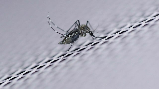 Estados Unidos: Texas anuncia su primer caso de zika autóctono