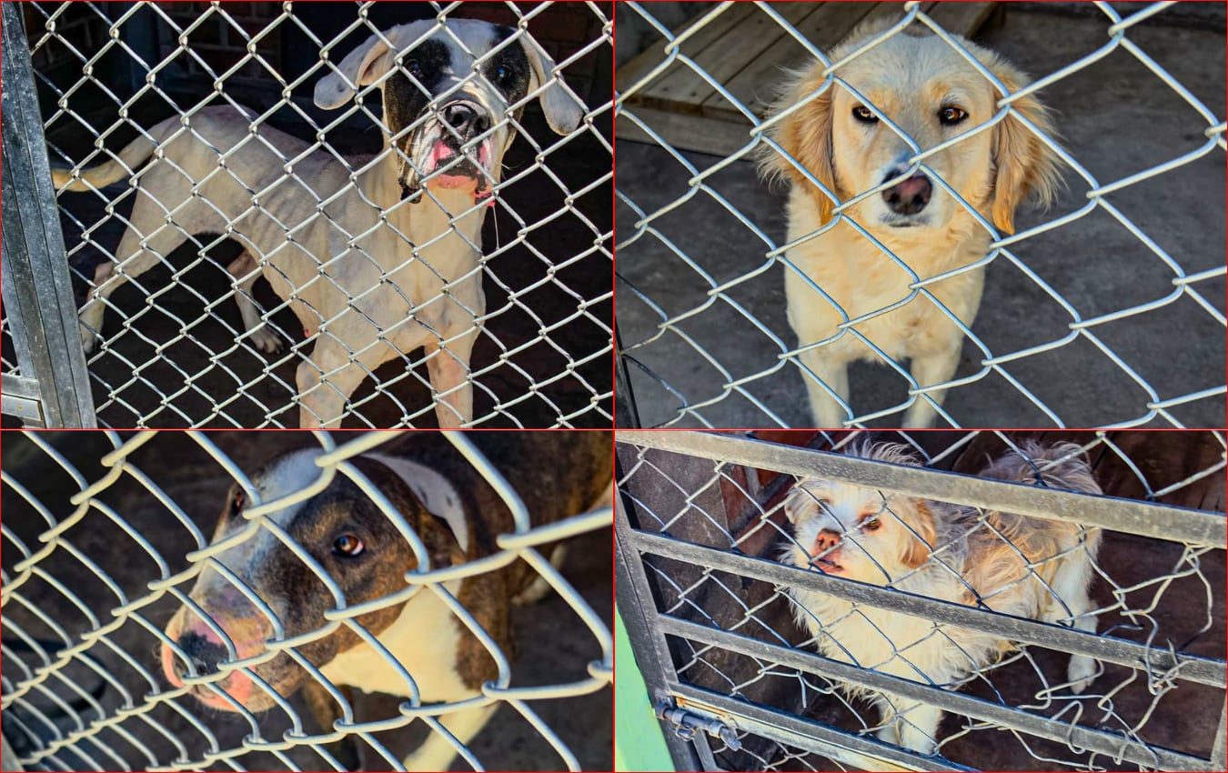 Canes rescatados en Arequipa son puestos en adopción. Foto: Municipalidad Provincial de Arequipa.