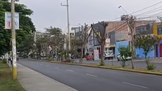 Ica: investigan presunta tala indiscriminada de huarangos en la avenida Ayabaca