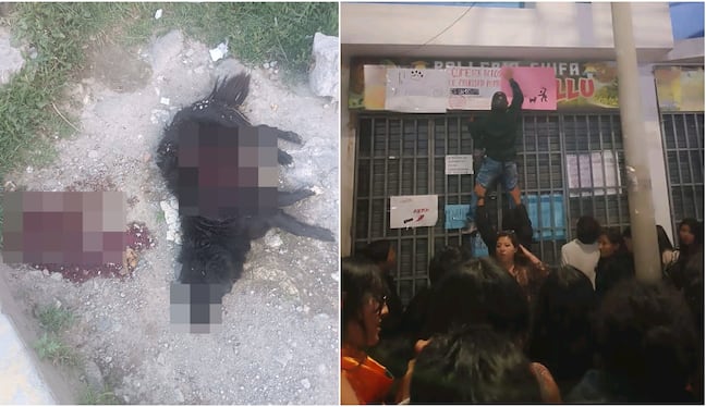 Perrita “negrita” ingresa a restaurante a buscar comida para sus cachorros y la matan con cuchillo