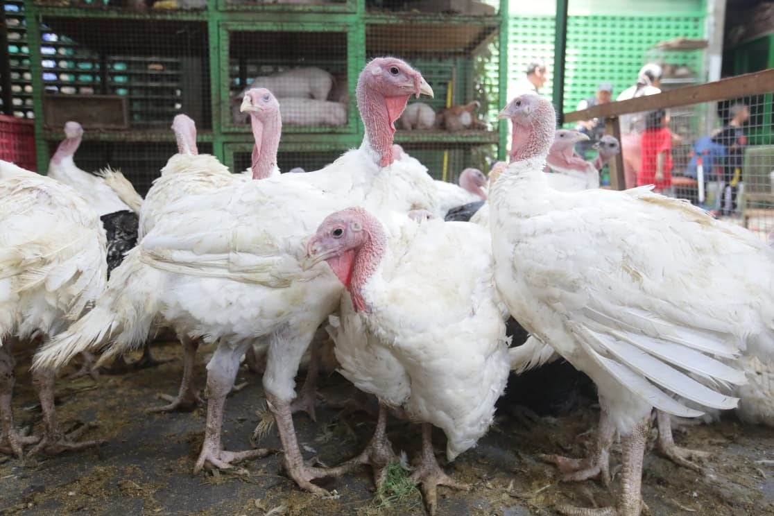 (Foto Referencial: GEC)