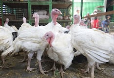Venta de pavos, cerdos y cuyes marca la previa navideña en el mercado de Caquetá (GALERÍA)