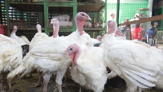 Venta de pavos, cerdos y cuyes marca la previa navideña en el mercado de Caquetá (GALERÍA)