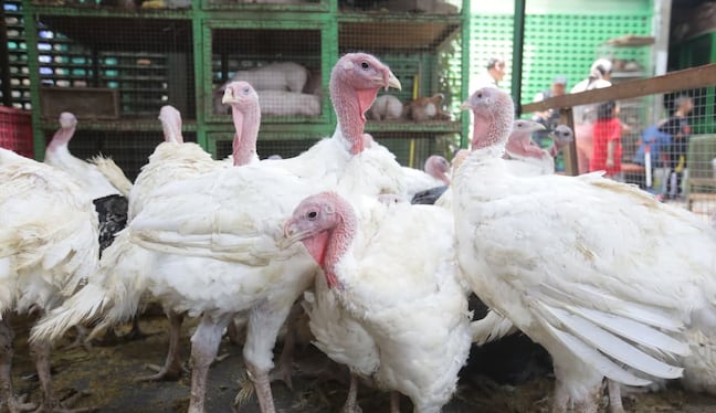 (Foto Referencial: GEC)