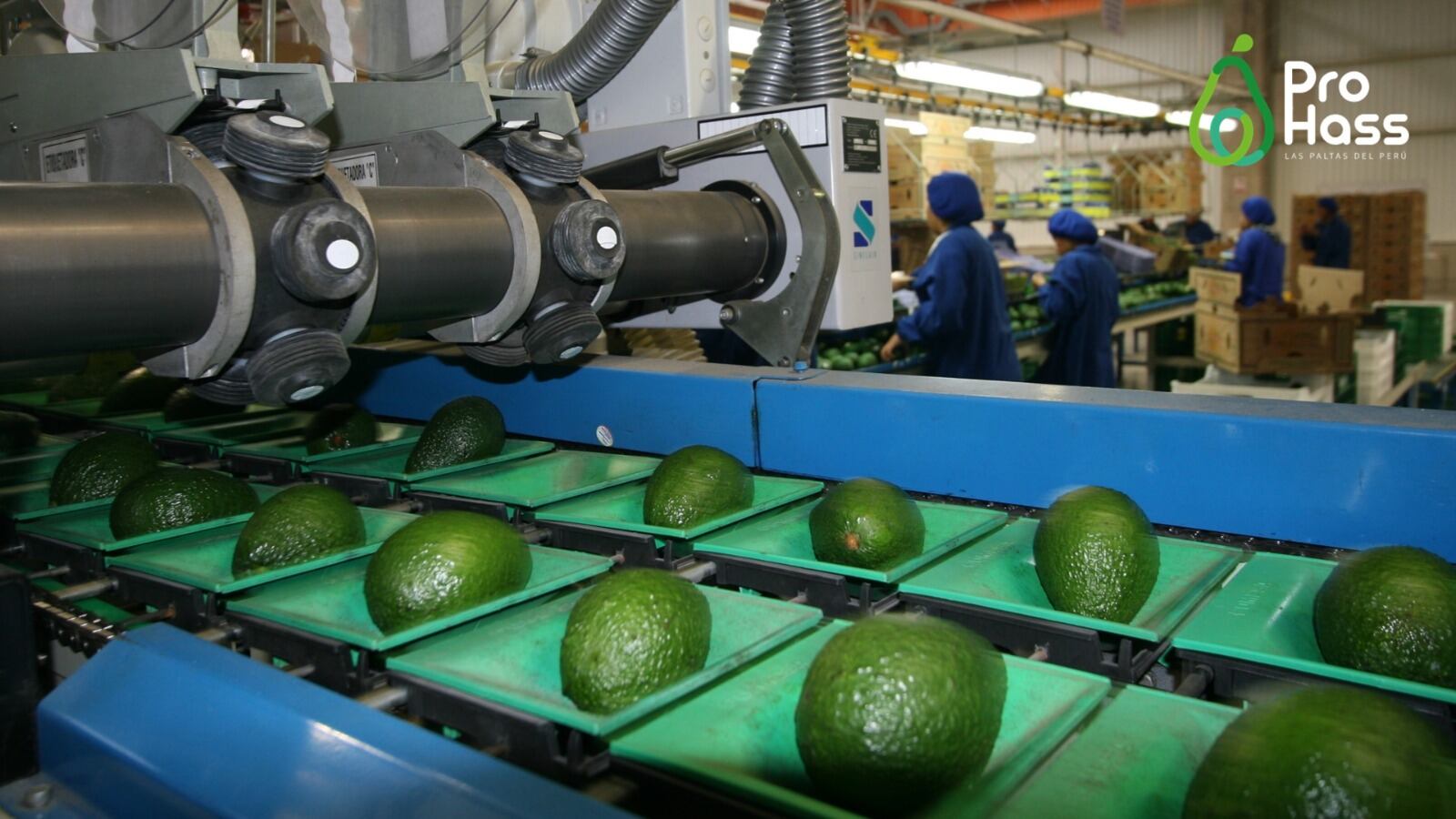 Palta va posicionandose en el mercado internacional