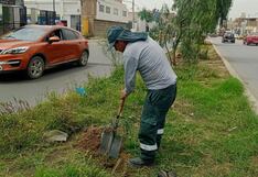 Inician sembrado de árboles en principales avenidas de la ciudad de Trujillo
