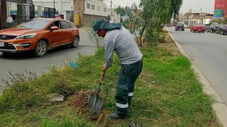 Inician sembrado de árboles en principales avenidas de la ciudad de Trujillo