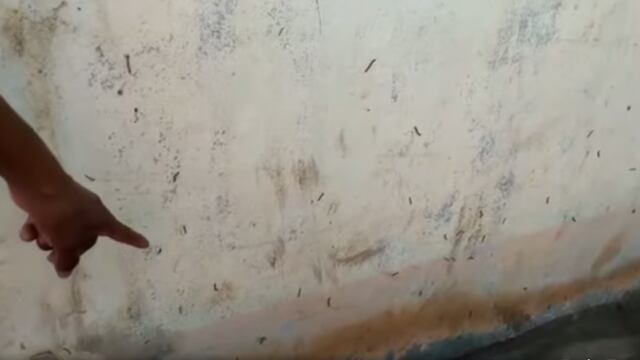 Lambayeque: Aparece plaga de gusanos en Picsi tras intensas lluvias