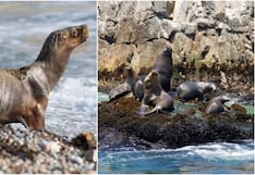 Alertan sobre crisis de fauna marina en el litoral: piden no manipular animales afectados