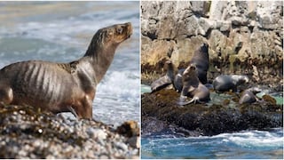 Alertan sobre crisis de fauna marina en el litoral: piden no manipular animales afectados