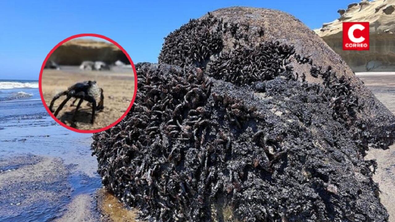 Derrame de crudo de la playa Las Capullanas, distrito de Lobitos, Talara (Piura).