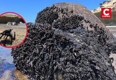 Piura: Fiscalía abre investigación preliminar a Petroperú por derrame de petróleo en Talara