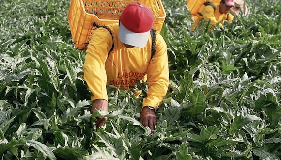 Cayó número de empleos formales en sector agroexportador. FOTO: SEBASTIAN CASTA—EDA /EL COMERCIO