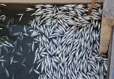 Huancayo: 8 millones de truchas muertas en Yuracyacu por río contaminado