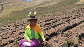 Heladas arrasan cultivos de papa en San Rafael y Ambo