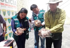 Arequipa: Al menos 9 sancionados por uso de quirquinchos en rituales de Año Nuevo