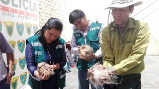 Arequipa: Al menos 9 sancionados por uso de quirquinchos en rituales de Año Nuevo