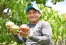 Piura impulsa acciones para proteger el mango ante incremento de temperaturas