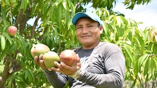 Piura impulsa acciones para proteger el mango ante incremento de temperaturas