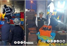 Pisco: intervienen dos vehículos con 9 mil kilos de pescado sin ninguna documentación