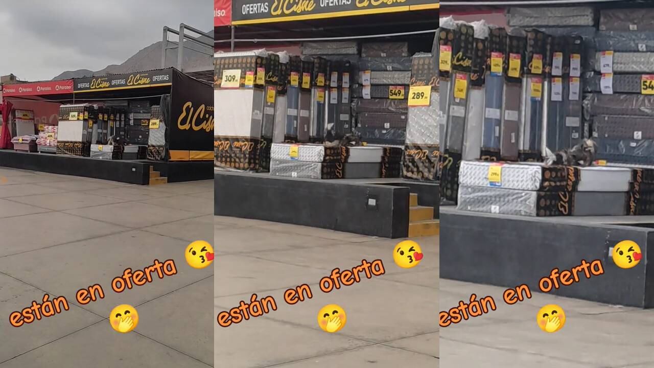 Perritos jugando en los colchones. (Foto: composición EC)